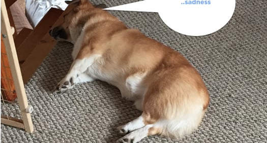 finnegan-is-sad